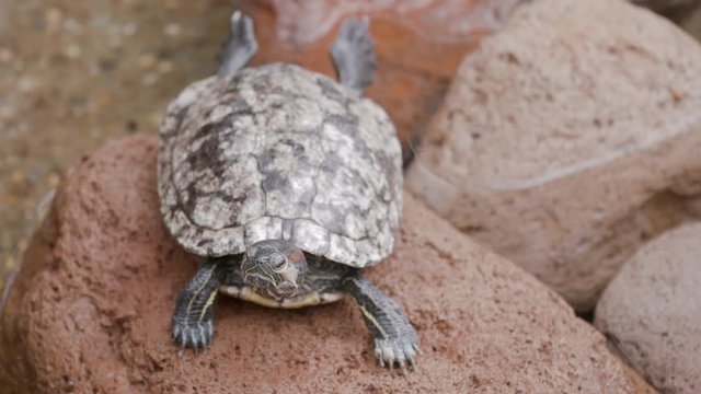 Red-Eared Slider Turtle Turns Head Sunbathing on Rocks