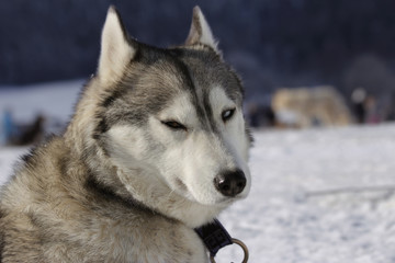 Siberian Husky Sled Dog