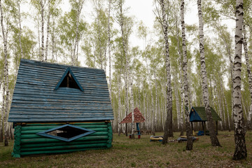 Picnic bench sits on lawn under canopy of birch trees