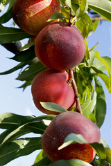 Sweet Peach Fruits