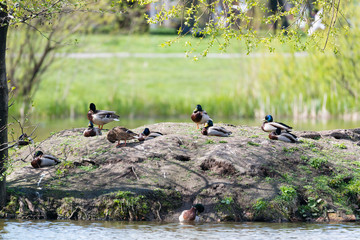 Drake Mallard in water.