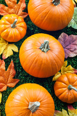 view of a halloween pumpkins arranged with autumn leaves.