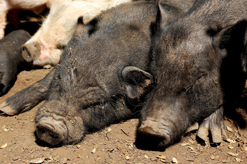 Fototapeta premium potbellied pigs