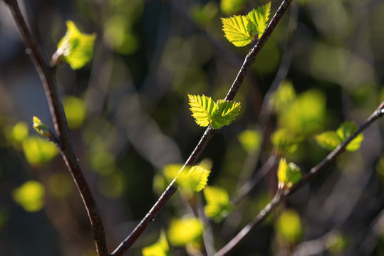 Closeup of young birch leafes in backlight, vivid green and yell