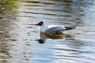 Mediterranean Gulls in small natural lake