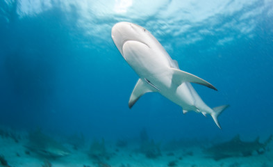 Caribbean reef shark