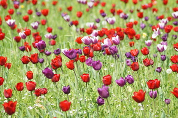 Fototapeta premium Tulpen