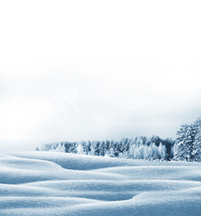 Winter forest. Winter landscape. Snow covered trees