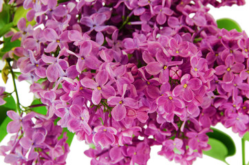 spring flowers of lilac closeup