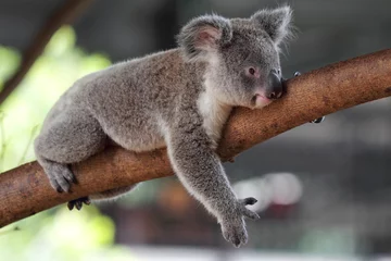 Fotobehang Koala (Phascolarctos cinereus) © DirkR