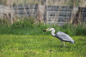 Graureiher (Ardea cinerea)