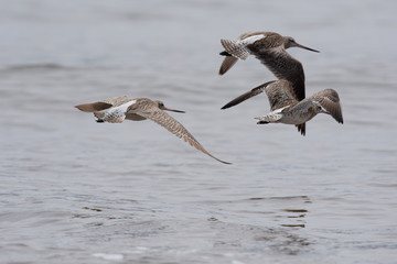 Bar-tailed Godwit, Limosa lapponica