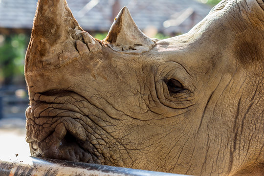 feeding the rhinoceros 