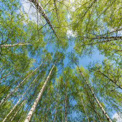 Fototapeta premium Spring view of the birch trees.
