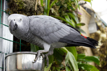 African grey parrot (psittacus erithacus erithacus)