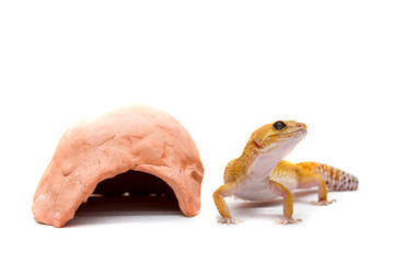 Leopard gecko pet