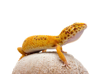 Leopard gecko pet