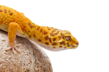 Leopard gecko pet
