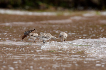 Bar-tailed Godwit, Limosa lapponica