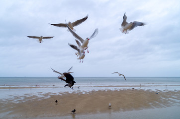 Krähe am Strand