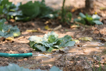 Water flowing from a rubber tube.