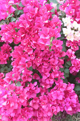 Pink Bougainvillea blooming on tree.
