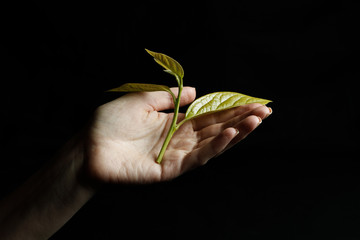 Female hand on a black background keeps sprout