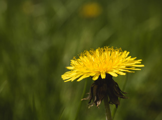 Yellow dandelion flower
