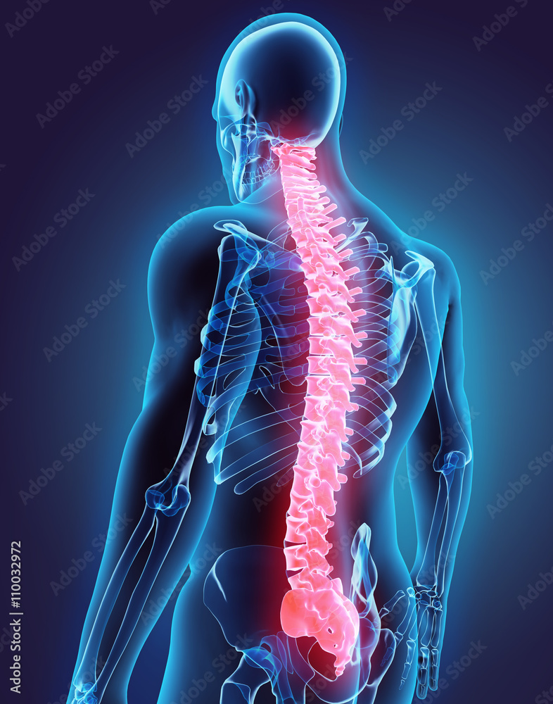 Wall mural 3D illustration of Spine, medical concept.