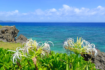沖縄の青い海と亜熱帯植物