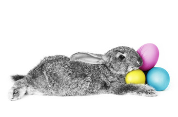 Rabbit lying down holding CMYK colored eggs.