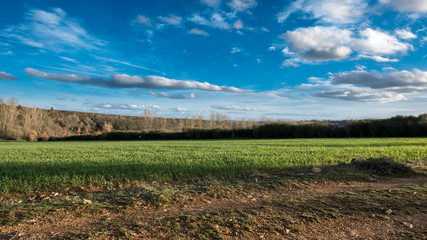 Green wheat field against blue sky
