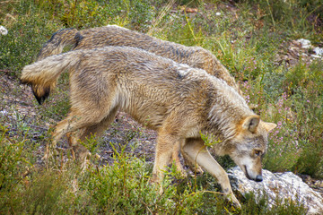 Closeup of wet wolfs Canis Lupus Signatus