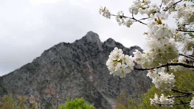 Flowers and mountain 