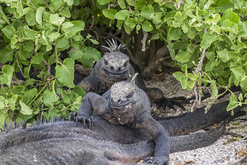 Galapagos Islands land iguanas