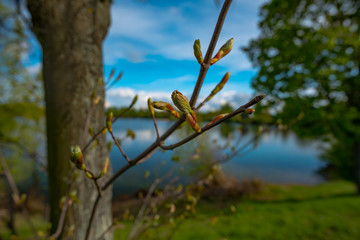 young leaves on lake background