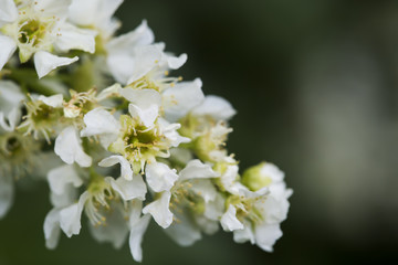 Blooming branch of bird cherry