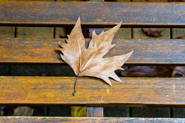 Autumn maple leaf on the wooden bench