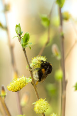 Buff-tailed bumblebee, Bombus terrestris queen feeding