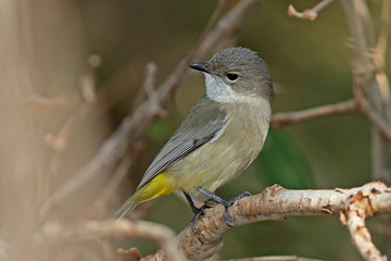 Mangrove Golden Whistler (Pachycephala melanura) Cape Keraudren, West Australia, Australia