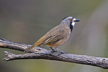 Crested Bellbird (Oreoica gutturalis) Hattah Kulkyne National Park, Victoria, Australia 