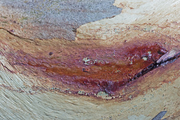 Colours in the bark of Australian eucalyptus trees, Maldon, Victoria, Australia 
