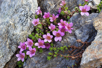 Alpine flower Saxifraga Oppositifolia, Aosta valley