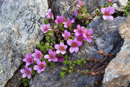 Fototapeta Alpine flower Saxifraga Oppositifolia, Aosta valley