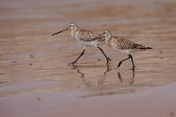 Bar-tailed Godwit, Limosa lapponica