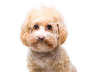 Poodle dog isolated on white
