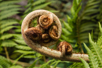 closeup of curled silver fern frond