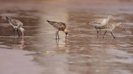 Bar-tailed Godwit, Limosa lapponica