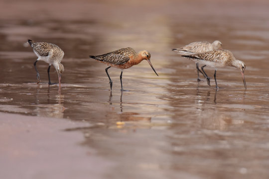 Bar-tailed Godwit, Limosa lapponica