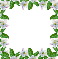 White apple flowers branch